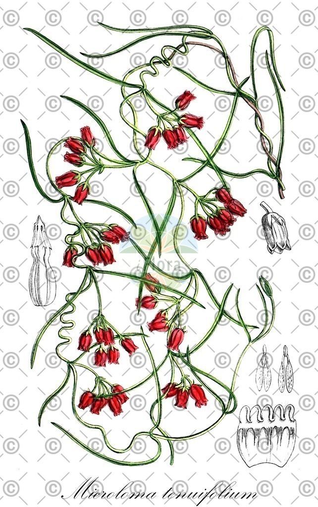 HistAbb_wfo-0000452910_1_ENZY_Simple | Historische Abbildung von Microloma tenuifolium - Apocynaceae | Historical Illustration of Microloma tenuifolium - Apocynaceae