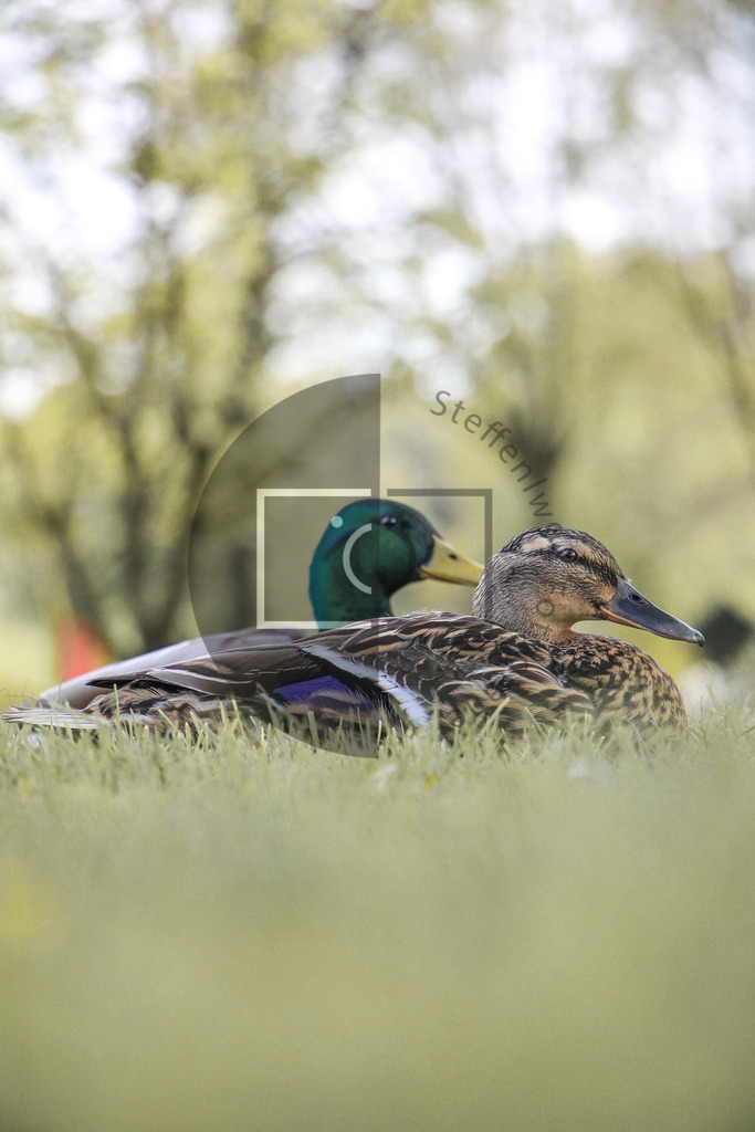 Wandbild Stockentenpärchen | Ich bin Fotograf und auf meiner Webseite hast du die Möglichkeit meine fotografie als Wandbilder druckfertig für dein Zuhause zu bestellten. - Realisiert mit Pictrs.com