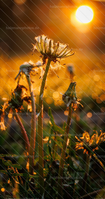 _MG_0601 | Fotograf Leipzig für Hochzeiten, Familienfeste & Porträts. Persönlich, ehrlich & echt – Emotion im Fokus. Jetzt Fotoshooting bei Holzmannphotos buchen!
