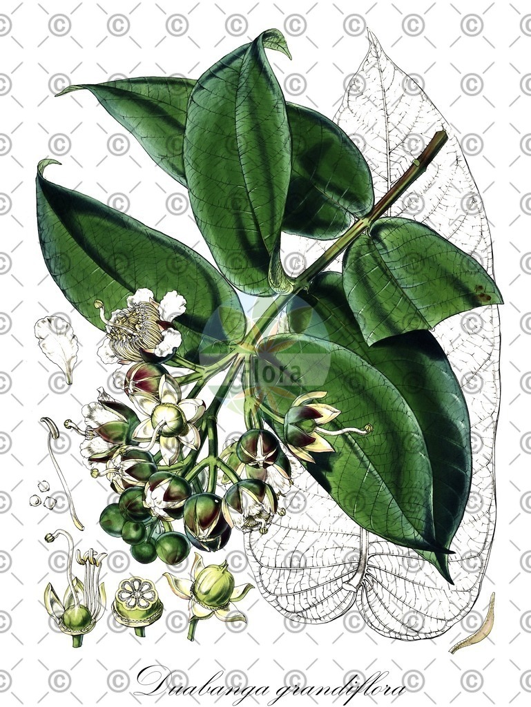HistAbb_wfo-0000657568_1_ENZY_Simple | Historische Abbildung von Duabanga grandiflora - Lythraceae | Historical Illustration of Duabanga grandiflora - Lythraceae
