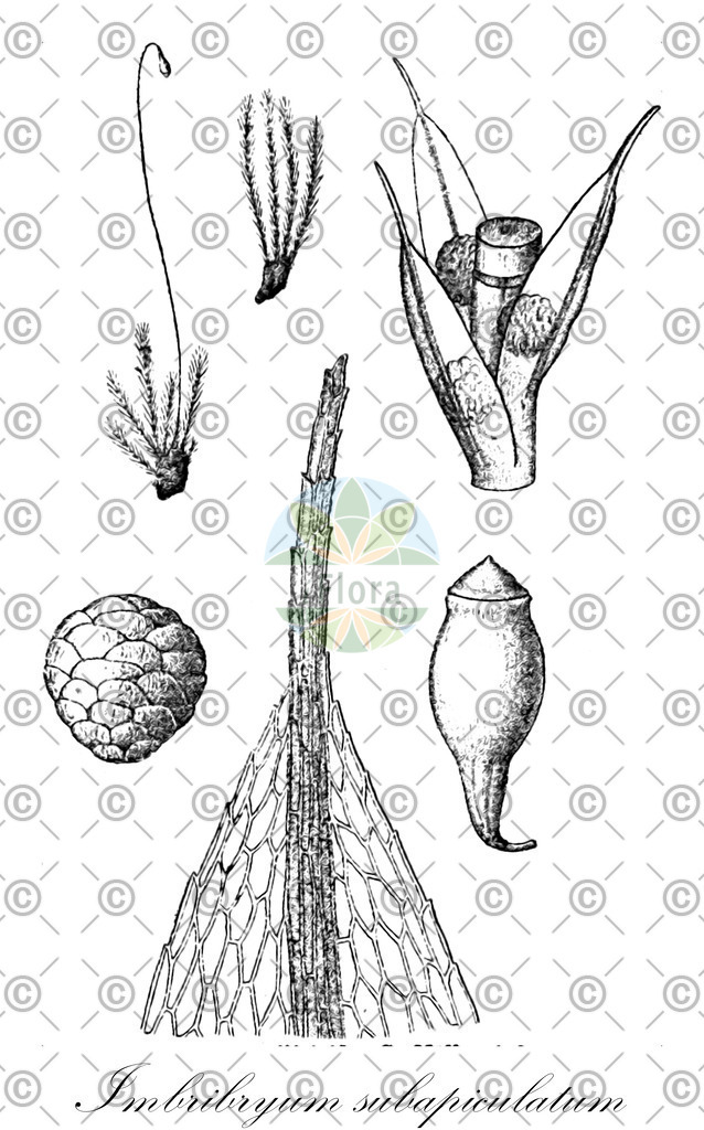 HistAbb_wfo-0000875631_1_ENZY_Simple | Historische Abbildung von Imbribryum subapiculatum - Bryaceae | Historical Illustration of Imbribryum subapiculatum - Bryaceae