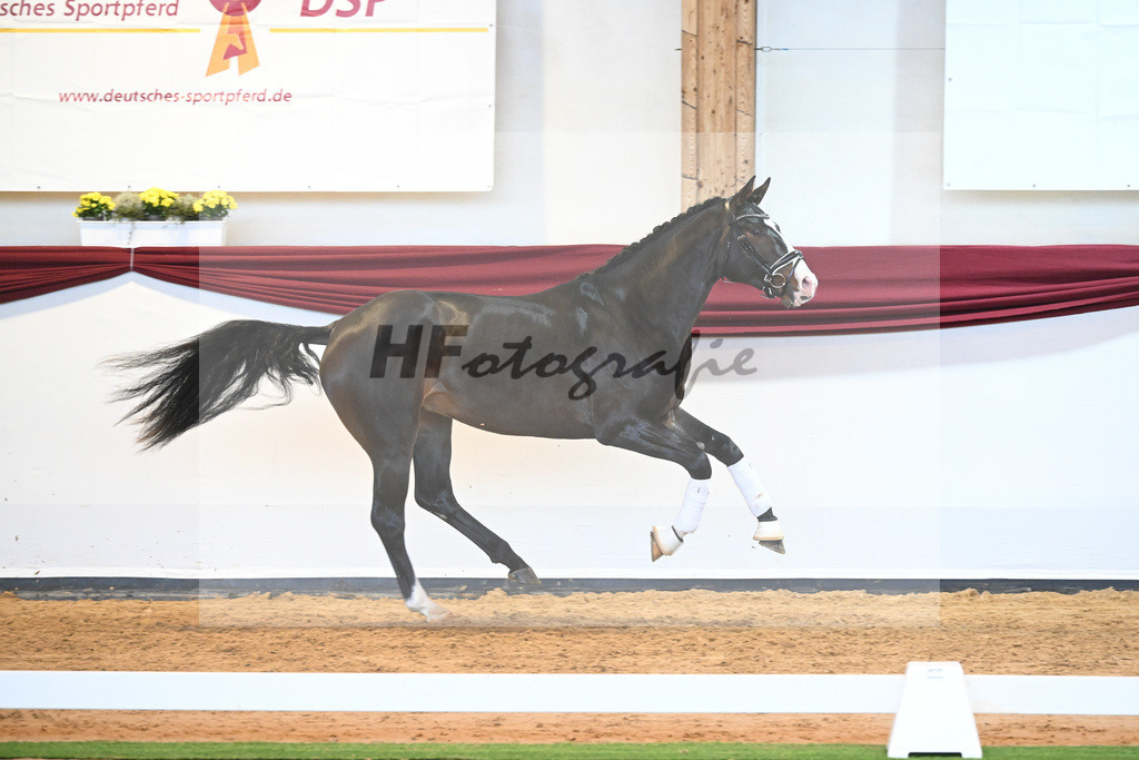 Kat-Nr. 47 v. Rivero II_Wanner_66222066 | hf-fotografie - Realisiert mit Pictrs.com