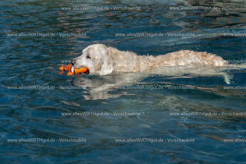 Hundeschwimmen_Volksbad_2026-allesWIRTHgut_Tierfotografie-2609061106-FAY06134 | Professionelle Tierfotografie in Mönchengladbach von Daniel Wirth (allesWIRTHgut). Liebevolle & natürliche Bilder von Hunden & Katzen für unvergessliche Erinnerungen.
