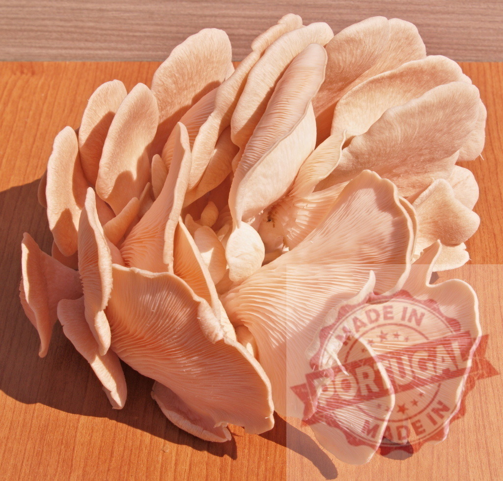 Pink oyster mushroom cluster on wooden surface | Cluster of fresh raw gourmet pink oyster mushrooms, Pleurotus djamor, on a wooden surface - Realized with Pictrs.com
