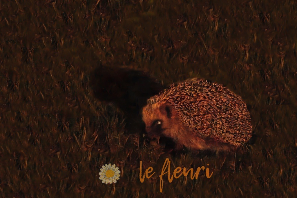 Igel | Dies ist der Shop von Florian Blum - le fleuri. Langenthal, Bern, Schweiz. Sie können hier meine oder ihre eigenen Fotos als Fotoprodukte kaufen. Tassen, Schlüsselanhänger, Taschen etc. können Sie hier gestalten.  - Realisiert mit Pictrs.com