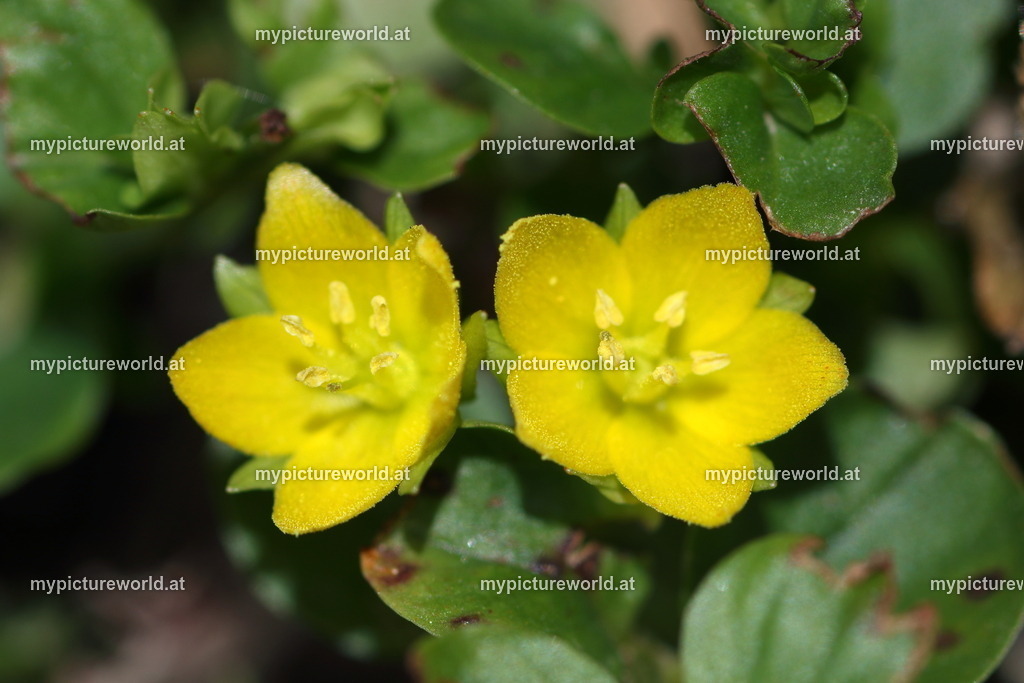 Pfennigkraut-002 | Das Bilderarchiv über Tiere, Planzen und Landschaften. In der Bilddatenbank finden Sie ein große Auswahl an hochwertigen Bilder für Ihre Werbung - Realized with Pictrs.com