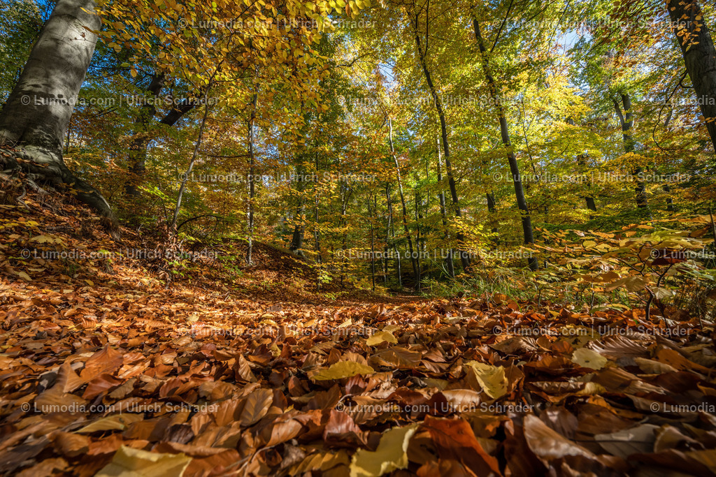 10049-12602 - Schloßpark Ilsenburg im Harz | Stockfoto und Bilderpool mit Bildmaterial aus Deutschland, dem Harz, Halberstadt, Quedlinburg, Wernigerode und weltweit. Qualitativ hochwertige und professionelle Fotos anschauen und kaufen. - Realisiert mit Pictrs.com