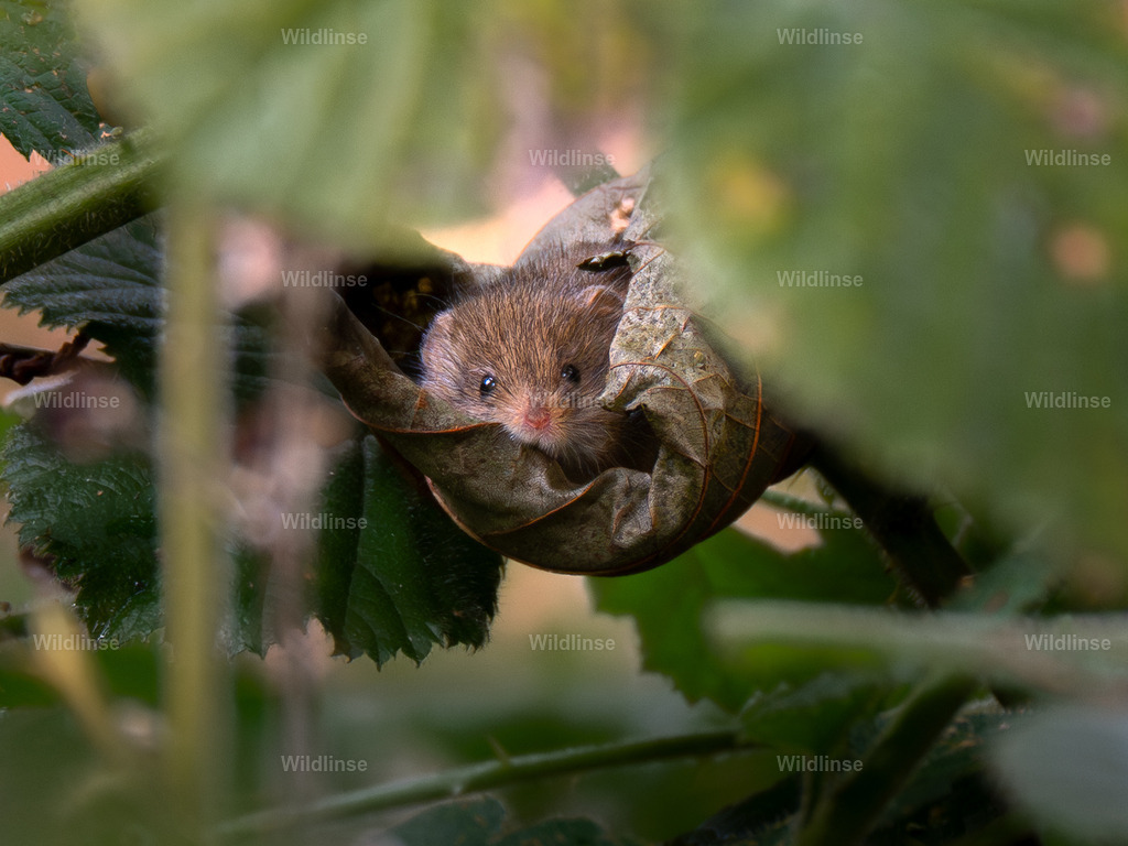 Wildlinse-251104-1 | Willkommen bei Wildlinse. Wildtierfotografien aus Schleswig-Holstein: Entdecke einzigartige Fine-Art-Prints und Poster, die Ruhe, Wildnis und die Schönheit unserer heimischen Tierwelt in dein Zuhause bringen. - Realisiert mit Pictrs.com