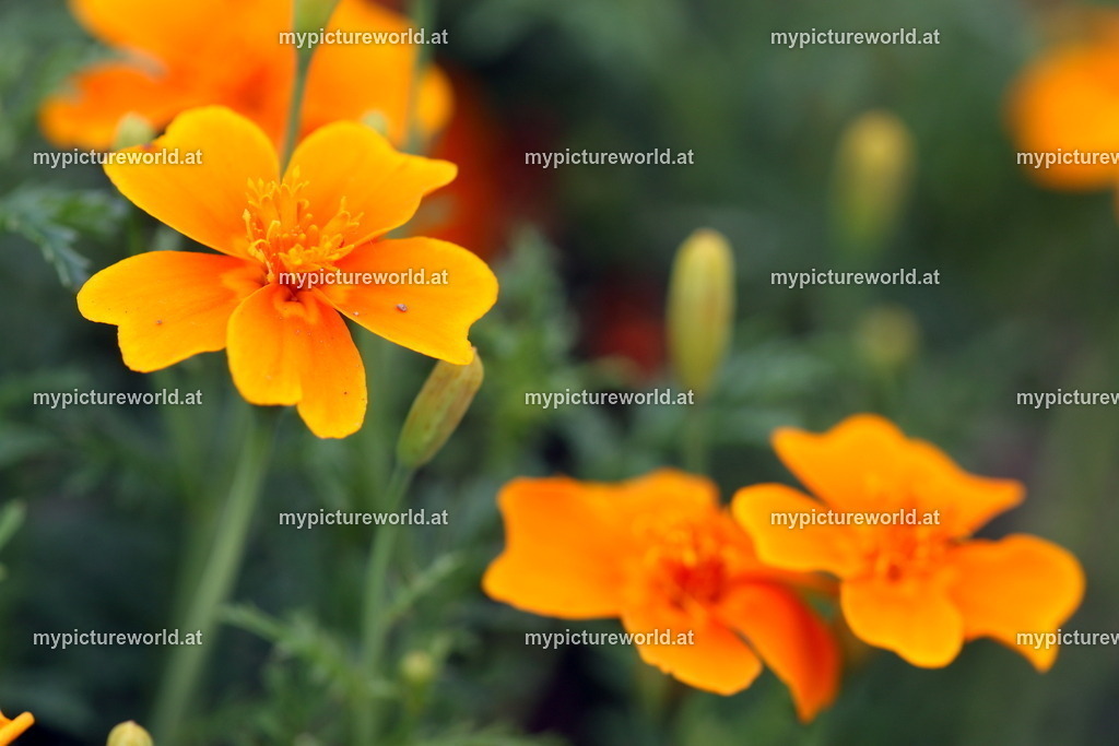 Schmalblättrige-Studentenblume-002 | Das Bilderarchiv über Tiere, Planzen und Landschaften. In der Bilddatenbank finden Sie ein große Auswahl an hochwertigen Bilder für Ihre Werbung - Realized with Pictrs.com
