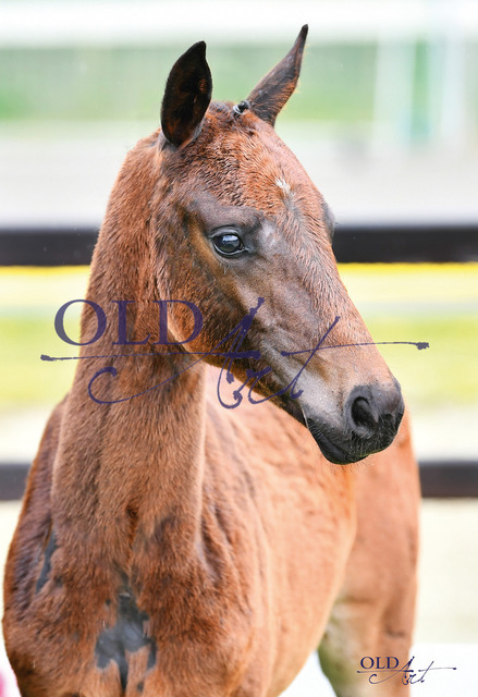 46 Serenade DE433330720223 Sir Donnerhall I - Florenz - Quaterback_1 | <meta name="description" content="★Offizieller Merchandise und Foto-/Videostore des Oldenburger Verbandes.★ ✅Jetzt auch digital Ausdrucke erhältlich." />
<meta name="keywords" content="Merchandise Foto-/Videostore Oldenburger Verband Photographie 