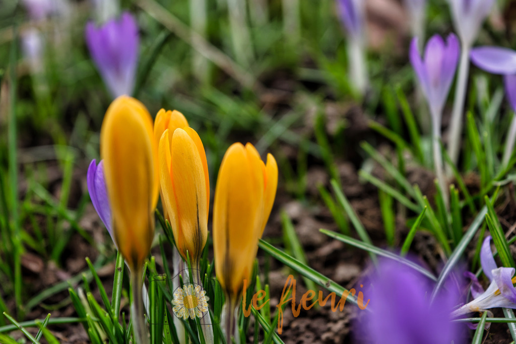 DSC_0233-NEF_DxO_PRIME (1) | Dies ist der Shop von Florian Blum - le fleuri. Langenthal, Bern, SchweizSie können hier meine oder ihre eigenen Fotos als Fotoprodukte kaufen. Tassen, Schlüsselanhänger, Taschen etc. können Sie hier gestalten.  - Realisiert mit Pictrs.com
