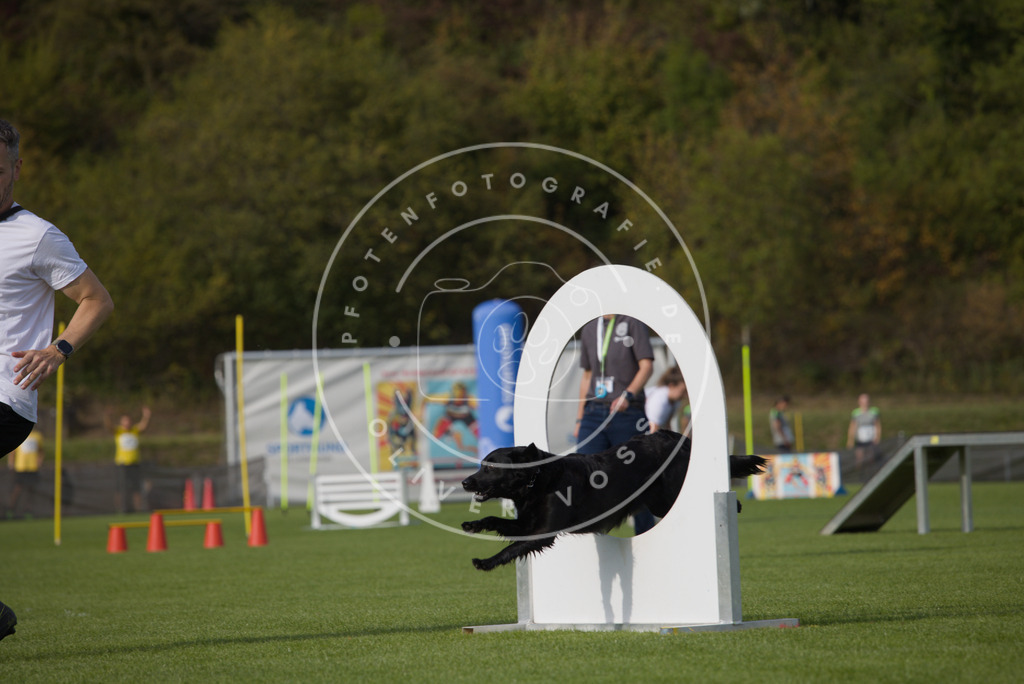 0L8A3733 | Hundefotografie, Tierfotograf, Pfotenfotografie, Fotoshooting Hund, Hunde Portrait, Hundesport, Hundeportraits, Heideshooting, Hunde, Sportfotograf, Hundefotograf, Turnierhundsport, THS,  - Realisiert mit Pictrs.com