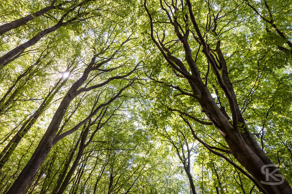 Buchenwald im Nationalpark Jasmund – Rügen Naturfotografie | Majestätischer Buchenwald im Nationalpark Jasmund auf Rügen. Sonnenlicht durchflutet das dichte Kronendach der alten Buchen. UNESCO-Weltnaturerbe. Naturfotografie Deutschland. - Realisiert mit Pictrs.com