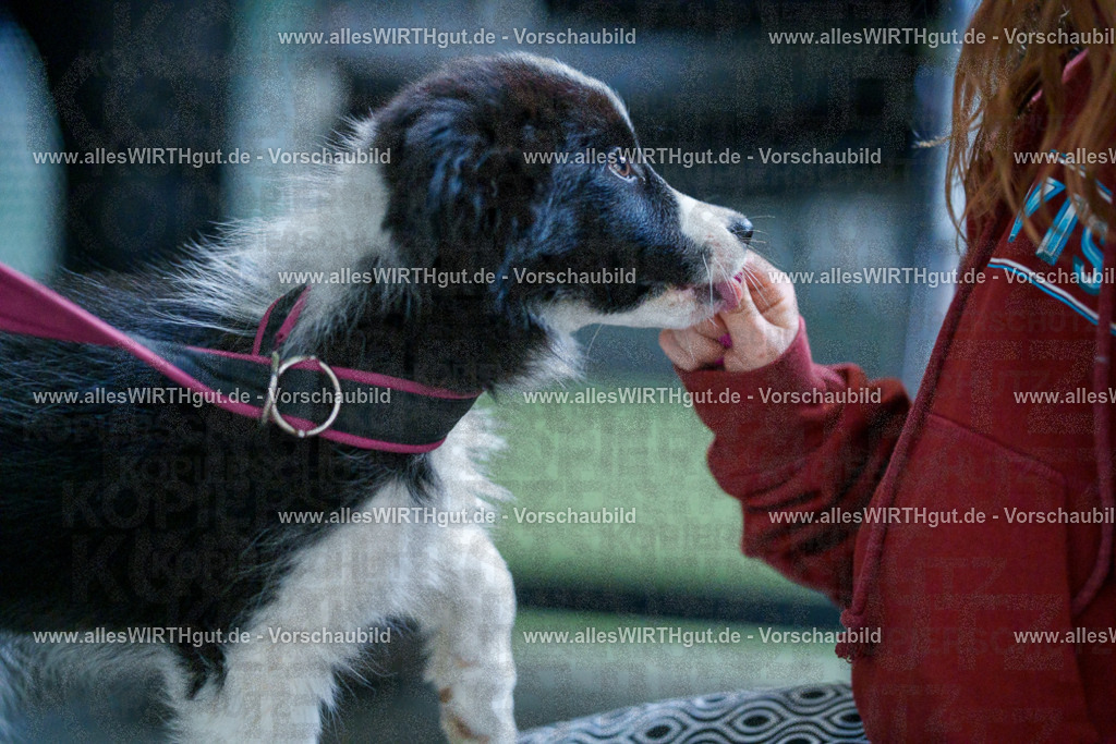 @allesWIRTHgut_Tierfotografie - www.allesWIRTHgut.de - 2604251328-7R503702 | Professionelle Tierfotografie in Mönchengladbach von Daniel Wirth (allesWIRTHgut). Liebevolle & natürliche Bilder von Hunden & Katzen für unvergessliche Erinnerungen.
