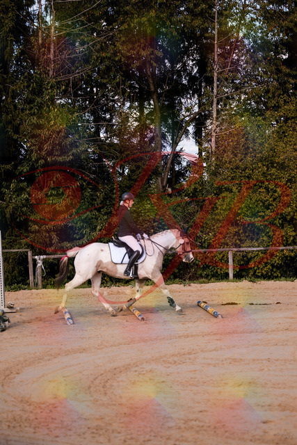 2026_10_03_Siefer-Hof_144155_Z81_14383515 | Professionelle Reitsport-, Turnier- und Eventfotografie von Robert Broda. Galerien mit ausgewählten und bearbeiteten Bildern direkt online ansehen und bestellen.