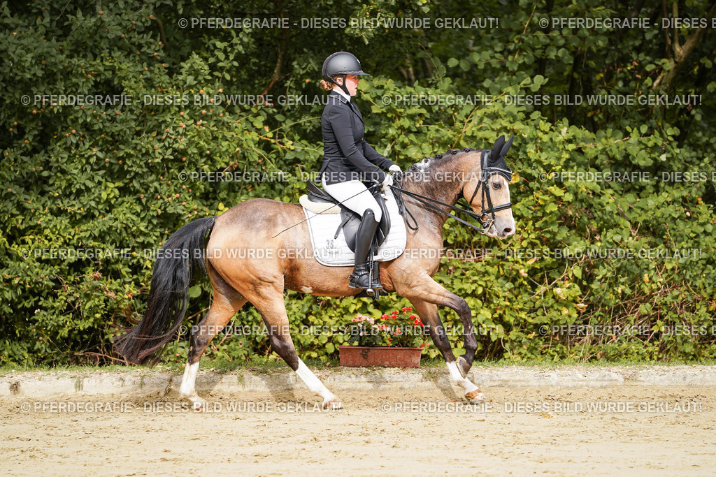 DSC02822 | Pferdegrafie