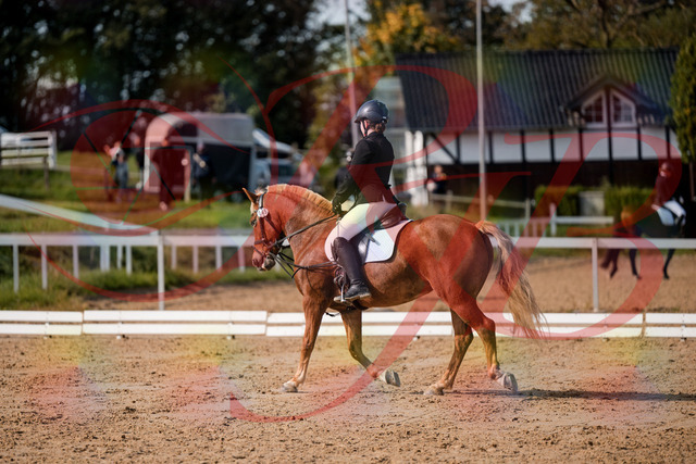 2026_10_03_Siefer-Hof_122030_Z63_43186574 | Professionelle Reitsport-, Turnier- und Eventfotografie von Robert Broda. Galerien mit ausgewählten und bearbeiteten Bildern direkt online ansehen und bestellen.