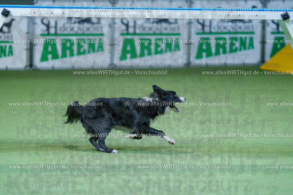 @allesWIRTHgut_Tierfotografie - www.allesWIRTHgut.de - 2604260810-7R506764 | Professionelle Tierfotografie in Mönchengladbach von Daniel Wirth (allesWIRTHgut). Liebevolle & natürliche Bilder von Hunden & Katzen für unvergessliche Erinnerungen.