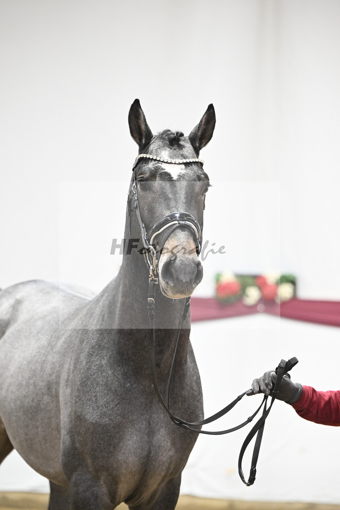 Kat-Nr. 95 Rob Roy vd Bisschop x Zambesi_Schulze Averdiek Sportpferde und Aufzucht GbR_47253090 | hf-fotografie - Realisiert mit Pictrs.com