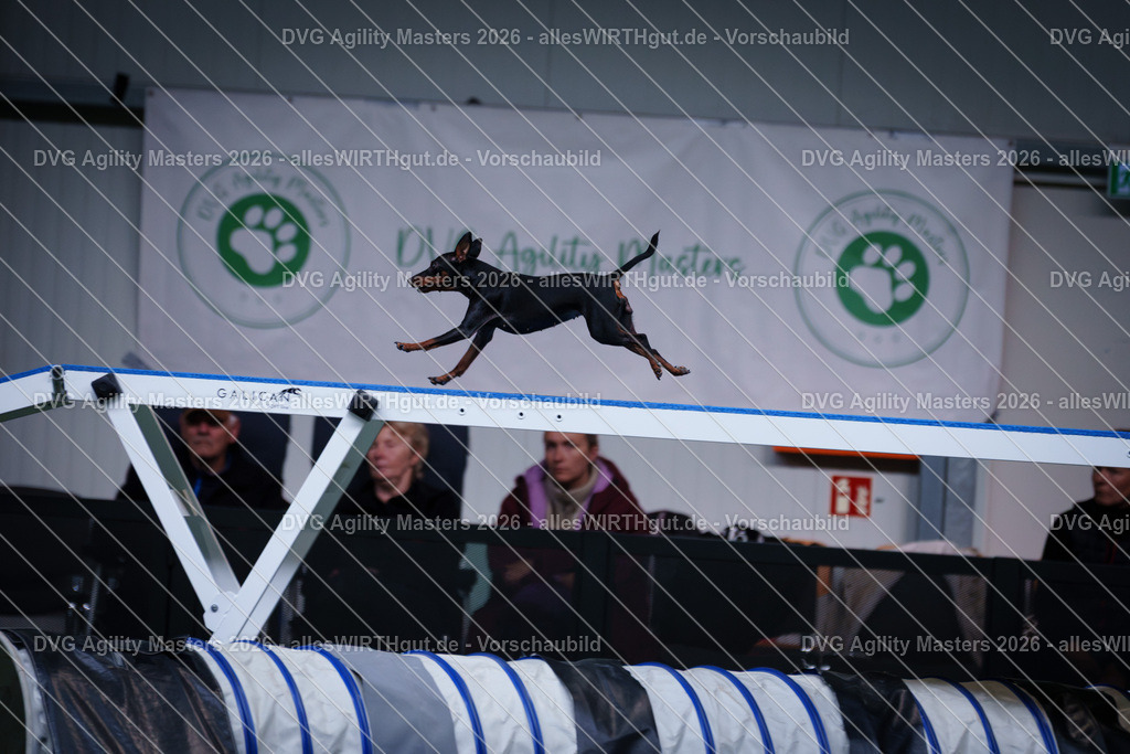 allesWIRTHgut_Tierfotografie-DVG_Agility_Masters_2026-13_48-7R504013 | Professionelle Tierfotografie in Mönchengladbach von Daniel Wirth (allesWIRTHgut). Liebevolle & natürliche Bilder von Hunden & Katzen für unvergessliche Erinnerungen.