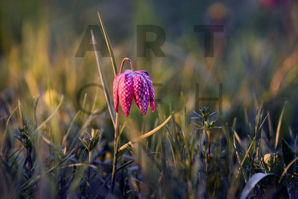 Ein Hans Fineart Original | Entdecke die Kunst von Hans Fineart - Fotografien für dein Zuhause. Verwandle deine Wände mit einzigartigen Kunstwerken und bringe die Schönheit der Welt in dein Leben. Bestelle jetzt und schaffe einen Ort der Inspiration und Eleganz.