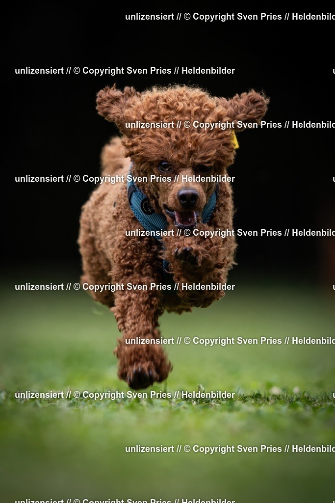 Sven Pries | 19. Allgemeines Hunderennen Karlsruhe Durlach - Realisiert mit Pictrs.com