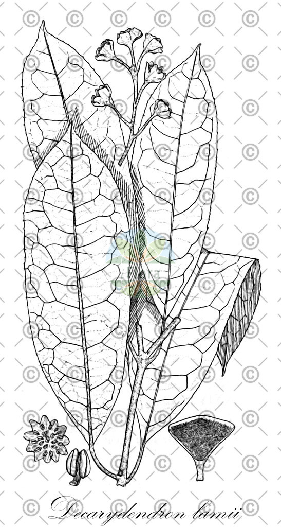 HistAbb_wfo-0000937997_1_ENZY_Simple | Historische Abbildung von Decarydendron lamii - Monimiaceae | Historical Illustration of Decarydendron lamii - Monimiaceae