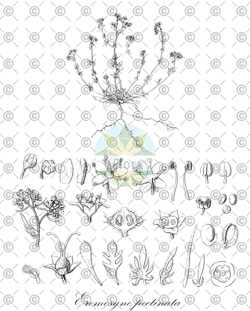 HistAbb_wfo-0000671153_1_ENZY_Simple | Historische Abbildung von Eremosyne pectinata - Escalloniaceae | Historical Illustration of Eremosyne pectinata - Escalloniaceae