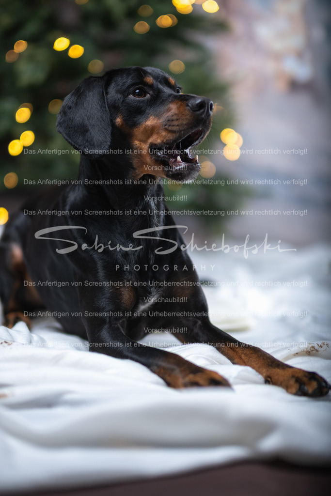 DSCF4367 | People- und Tierfotografie, Imageaufnahmen, Veranstaltungsfotografie und Wandbilder aus der Natur ★ Made in Germany ✔️ Druck + Downloads ✔️ Naturfotografie in Top Qualität ★ schneller Versand, weltweite Lieferung! - Realisiert mit Pictrs.com