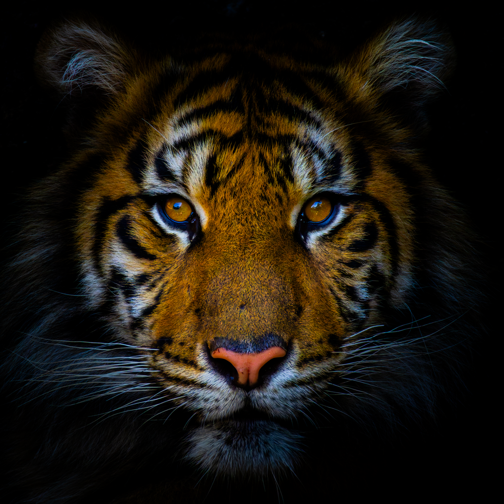 Der Tiger | Ich bin ein Fotograf aus Berlin und fotografiere aus Spaß an der Freude :) Meinen Motiven setze ich keine thematischen Grenzen. Somit bin ich beispielsweise in der Tierfotografie, Landschaftsfotografie, Sportfotografie sowie Streetphotography anzutreffen.