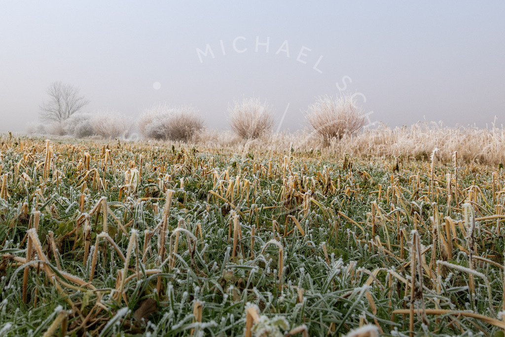 2025-01-21 Hemmingen Reet Seedamm 017 | Schwotte Media - Realisiert mit Pictrs.com