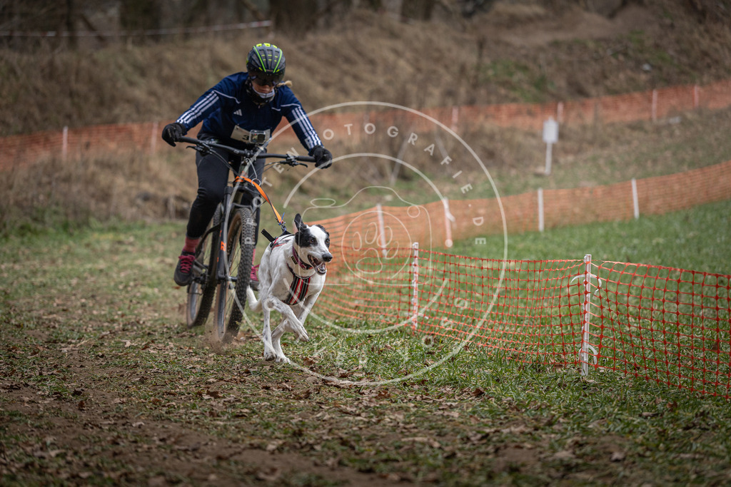 Pfotenfotografie_DV3A9832 | Hundefotografie, Tierfotograf, Pfotenfotografie, Fotoshooting Hund, Hunde Portrait, Hundesport, Hundeportraits, Heideshooting, Hunde, Sportfotograf, Hundefotograf, Turnierhundsport, THS,  - Realisiert mit Pictrs.com