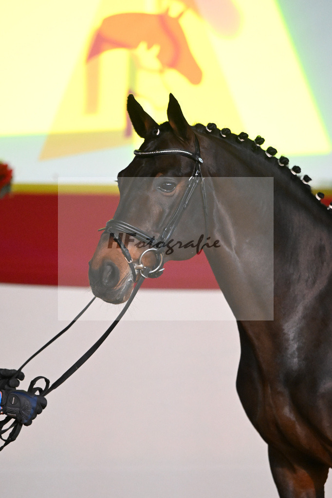 Chacco Chacco_1235092 | hf-fotografie - Realisiert mit Pictrs.com