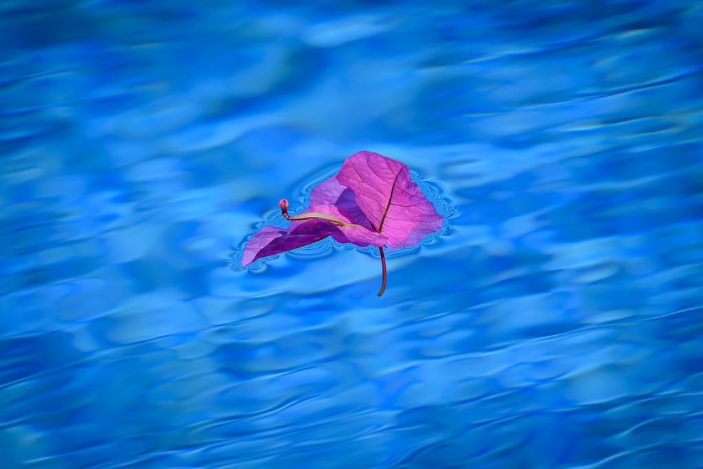 rosa-bluete-01 | Vom Wind verweht, treibt eine rosafarbene Blüte auf der Wasseroberfläche eines Swimmingpools. - Realisiert mit Pictrs.com