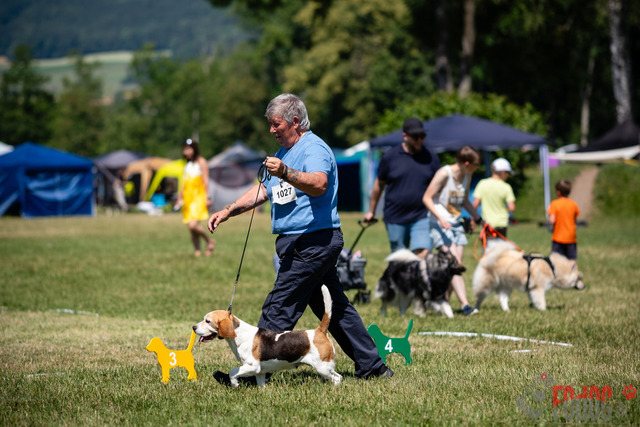 Dogshow CACIB Sonntag in Aarau | Dogshow CACIB Sonntag in Aarau. 25.06.2023 Foto: LeoWyden
