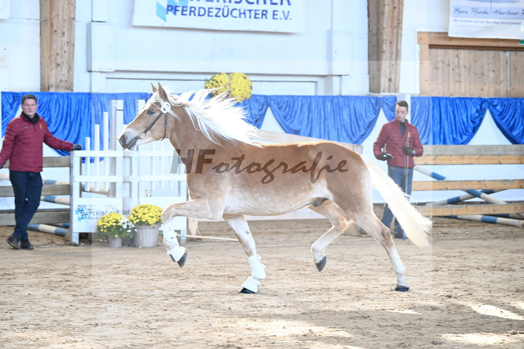 Kat-Nr. 2 nn v. Belantis_Haflingergestuet Meura_48250023 | hf-fotografie - Realisiert mit Pictrs.com