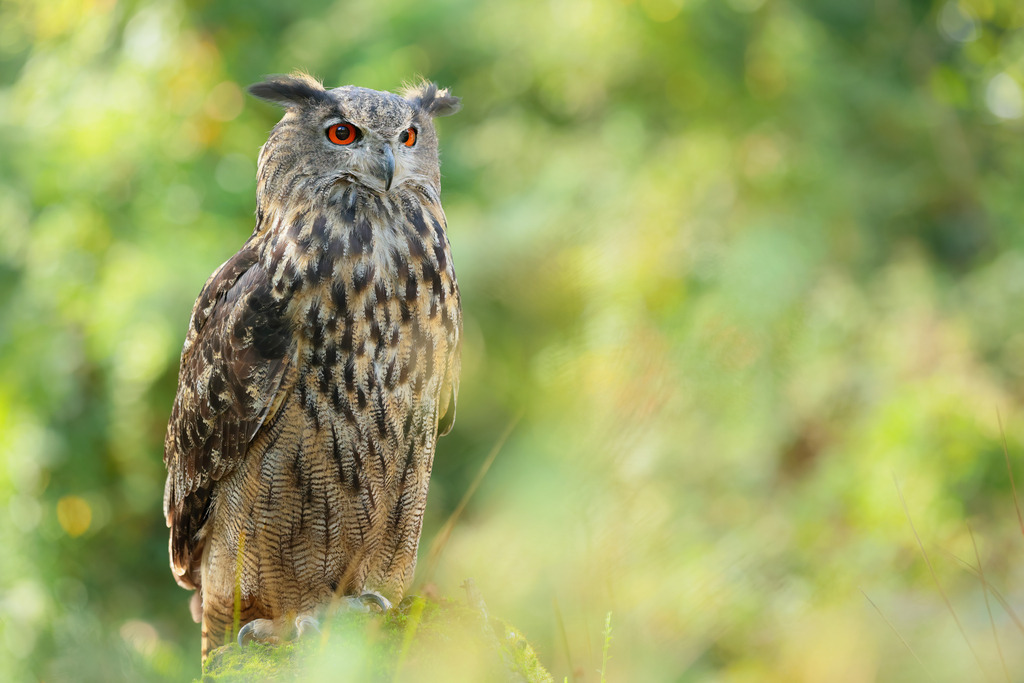 Wandbild majestätischer Uhu in seiner natürlichen Umgebung | Das Bild zeigt einen majestätischen Uhu (Bubo bubo), der in einer natürlichen Umgebung sitzt. Der Uhu hat auffällige orange-rote Augen, die direkt in die Kamera blicken. Seine Federohren sind prominent und verleihen ihm einen aufmerksamen Ausdruck. Das Gefieder des Vogels ist eine Mischung aus Brauntönen und schwarzen Streifen, was ihm eine ausgezeichnete Tarnung in seinem Lebensraum ermöglicht. Der Hintergrund ist unscharf und zeigt verschiedene Grüntöne, die auf ein dichtes Waldgebiet oder eine bewaldete Landschaft hinweisen. Der Uhu steht auf einem moosbewachsenen Stein oder Baumstumpf, was die natürliche Umgebung weiter betont. Die weiche Beleuchtung und die lebendigen Farben des Bildes vermitteln eine friedliche und ruhige Atmosphäre.