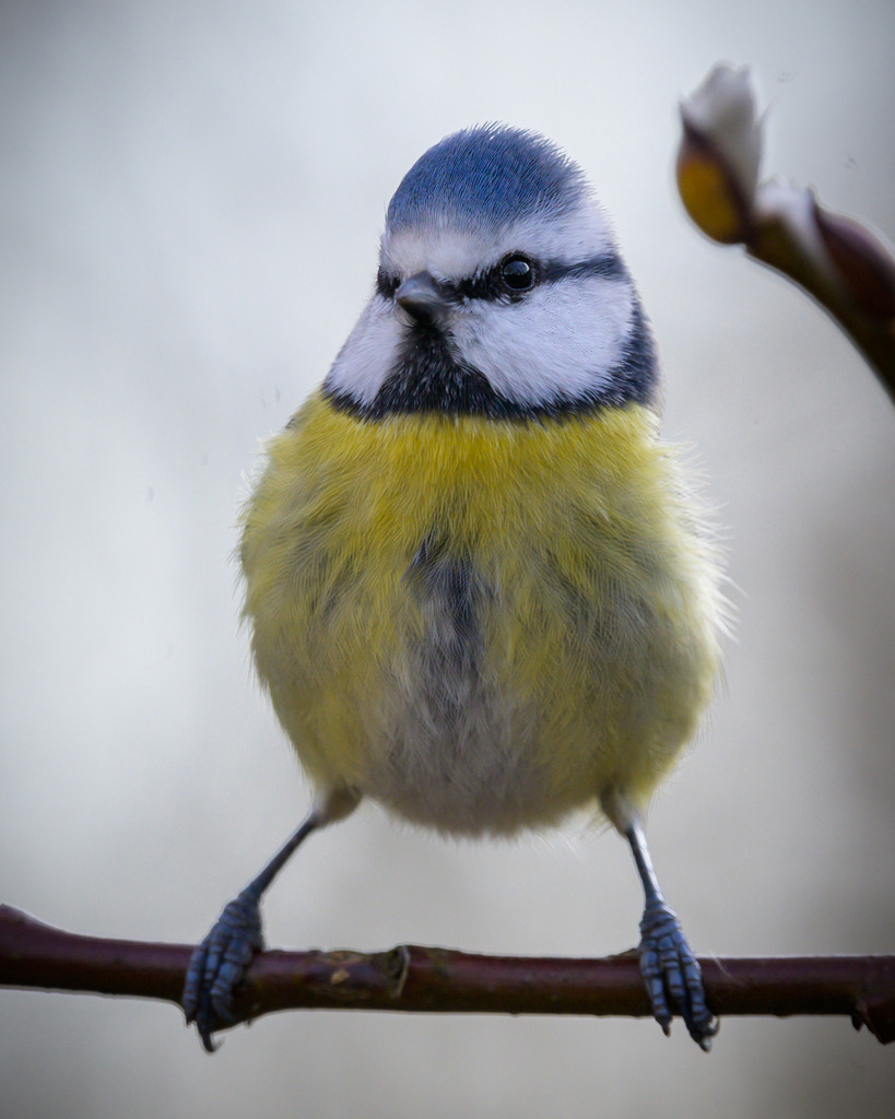Blaumeise | Diesen kleinen Kerl hab ich in meinem Garten entdeckt. 