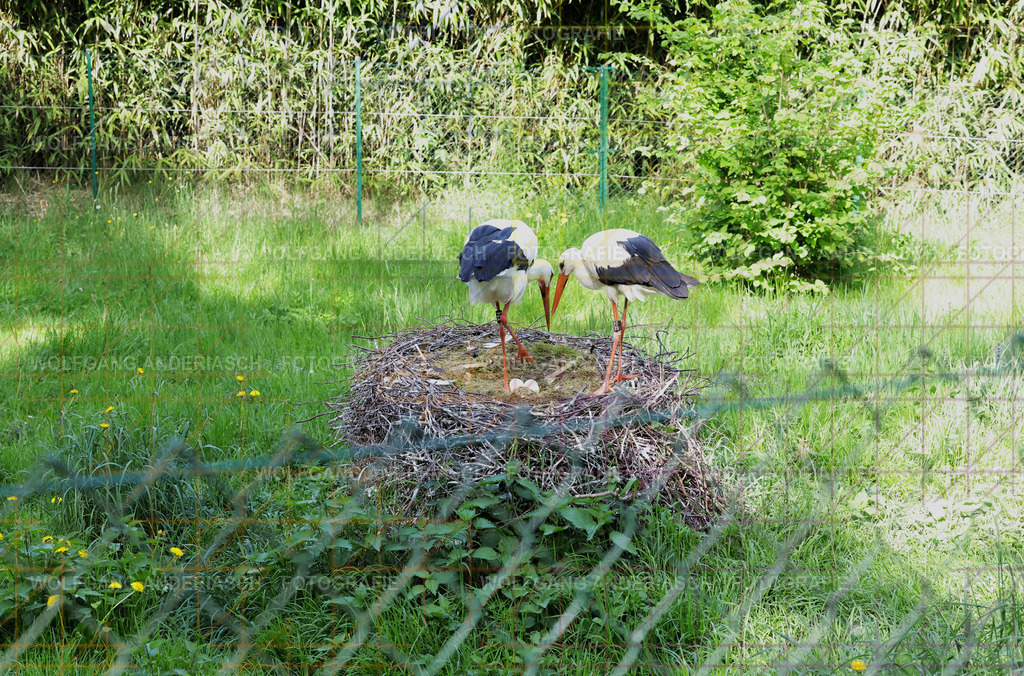 253L1507_wa | Ein stiller Moment im Opel Zoo: Der Blick des Tieres erzählt von Gelassenheit, Präsenz und Nähe. Ungestellt, ruhig und auf Augenhöhe fotografiert – ein Augenblick, der bleibt. - Realisiert mit Pictrs.com