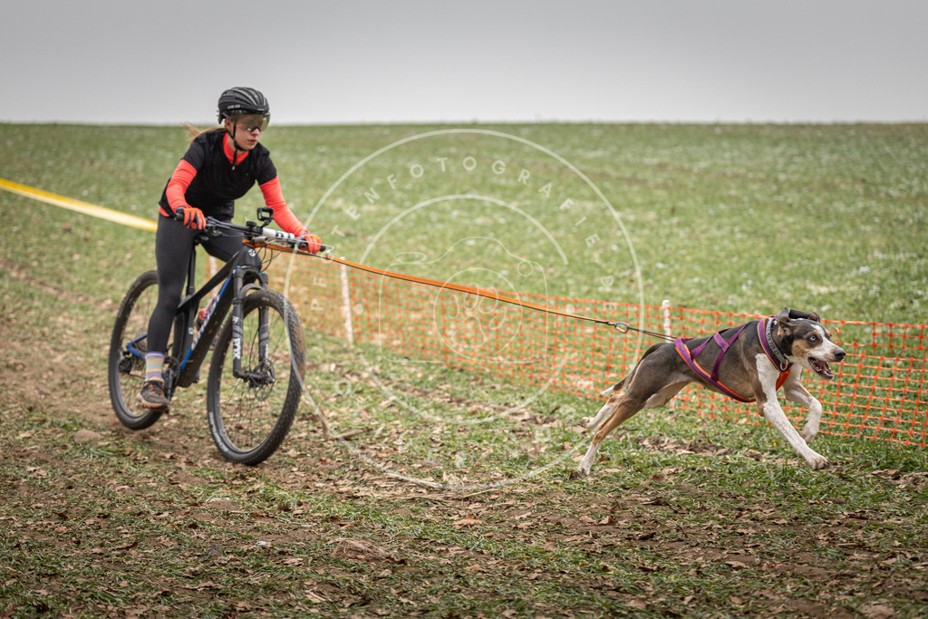 Pfotenfotografie_DV3A2665 | Hundefotografie, Tierfotograf, Pfotenfotografie, Fotoshooting Hund, Hunde Portrait, Hundesport, Hundeportraits, Heideshooting, Hunde, Sportfotograf, Hundefotograf, Turnierhundsport, THS,  - Realisiert mit Pictrs.com