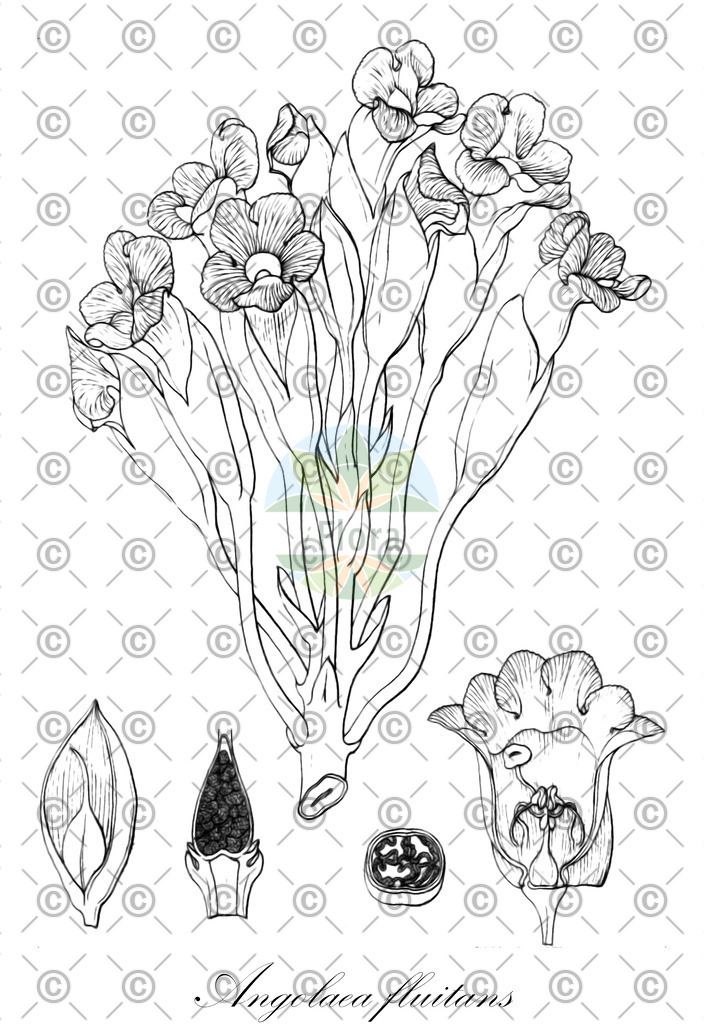 HistAbb_wfo-0000615212_1_SIMPLE | Historische Abbildung von Angolaea fluitans - Podostemaceae | Historical Illustration of Angolaea fluitans - Podostemaceae