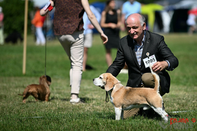 Dogshow CACIB Samstag in Aarau | Dogshow CACIB Samstag in Aarau. 24.06.2023 Foto: LeoWyden