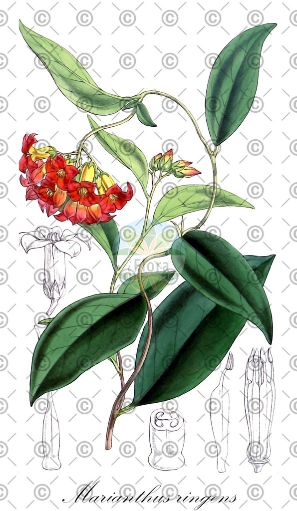 HistAbb_wfo-0000175061_1_ENZY_Simple | Historische Abbildung von Marianthus ringens - Pittosporaceae | Historical Illustration of Marianthus ringens - Pittosporaceae