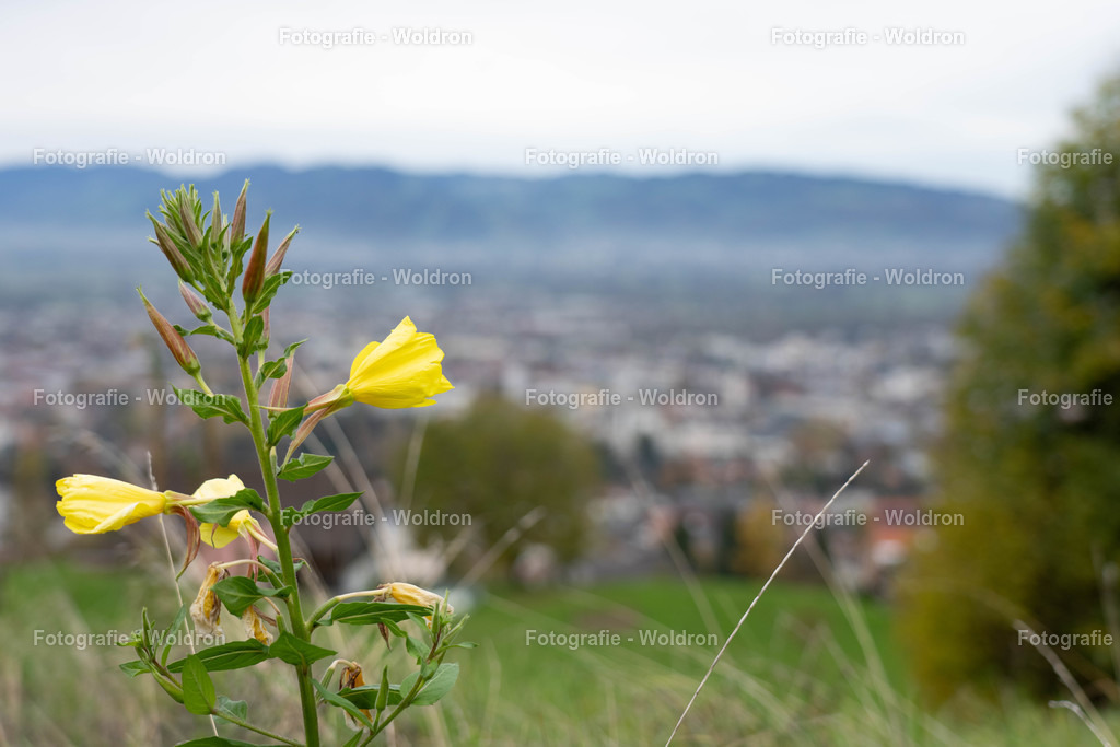 20221109 Rappenlochschlucht Dornbirn-13 | Fotografie Woldron