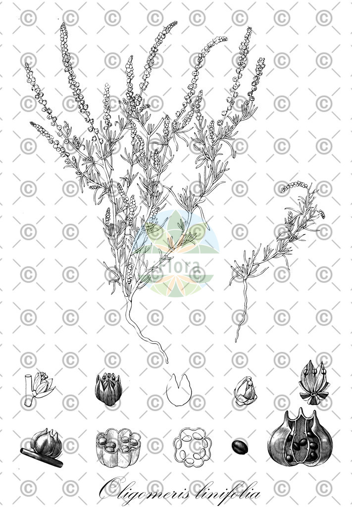 HistAbb_wfo-0000015701_1_ENZY_Simple | Historische Abbildung von Oligomeris linifolia - Resedaceae | Historical Illustration of Oligomeris linifolia - Resedaceae (flaxleaf-whitepuff)