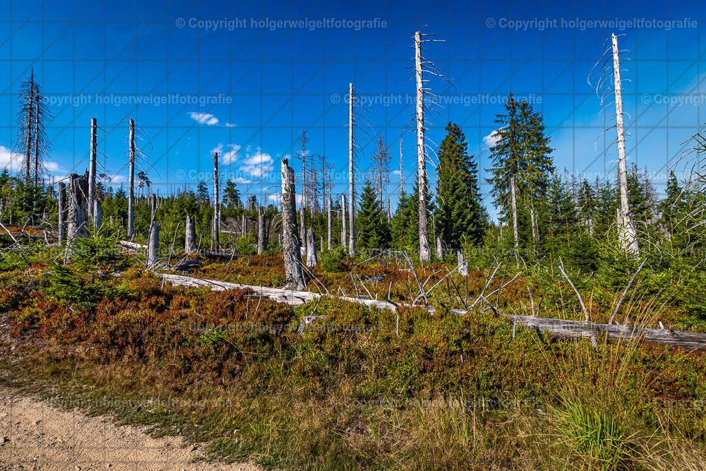20220903150358D75_7844 | Kaufen sie online außergewöhnliche Fotografien auf Leinwand Acrylglas Fotoprint Aludibond von holgerweigeltfotografie - Realisiert mit Pictrs.com