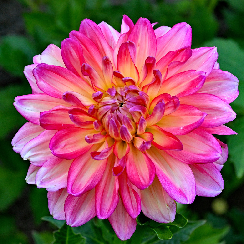 Dahlie01q | lucisnaturbilder - Realisiert mit Pictrs.com