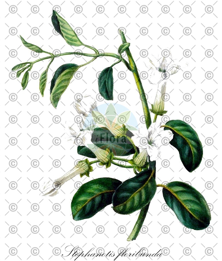 HistAbb_wfo-0001281825_1_ENZY_Simple | Historische Abbildung von Stephanotis floribunda - Apocynaceae | Historical Illustration of Stephanotis floribunda - Apocynaceae
