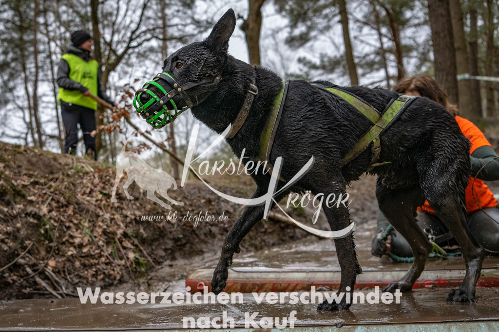 1238DSC_7473 | kk-dogfotos