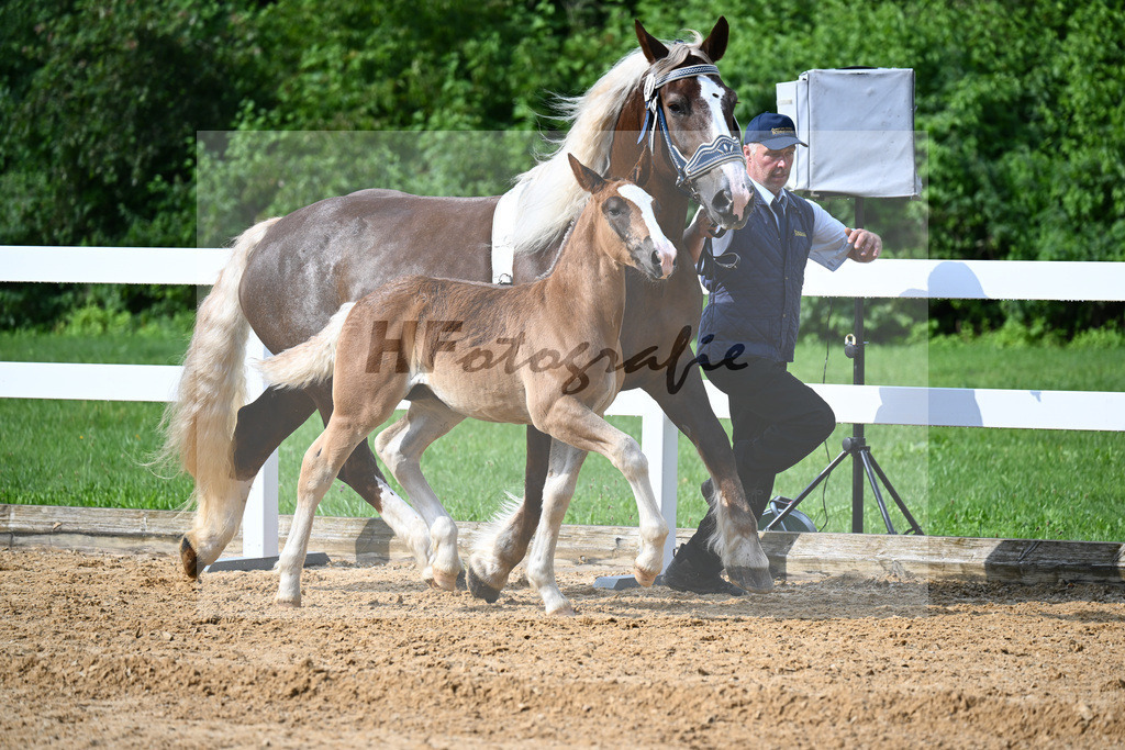 Kat-Nr. 6 Rivaldo x Donator_HLG Schwaiganger_27140137 | hf-fotografie - Realisiert mit Pictrs.com